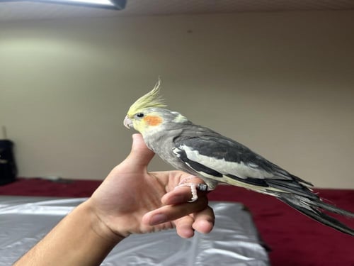 كروان اليف وهدد و متكلم