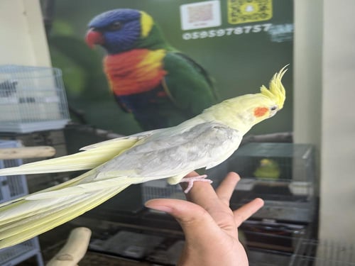 ذكر كروان أليف