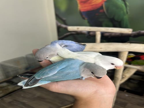 فروخ روز نهايه غر