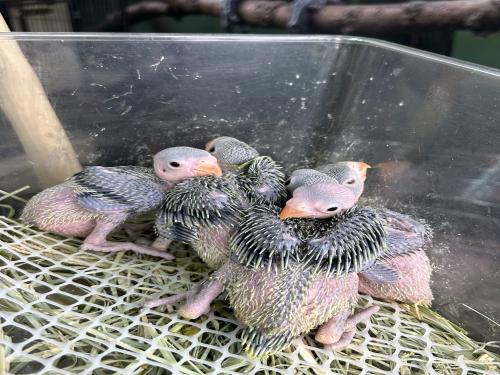 فروخ دره هندي