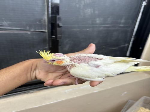 فرخ كروان لاتينو