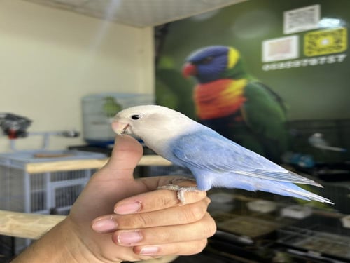 روز اليف وهدد