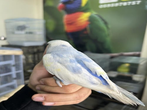 ذكر روز اليف وهدد