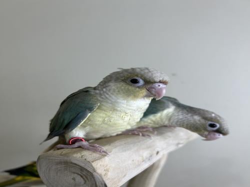 كنيور اليف وهدد نهاية غر