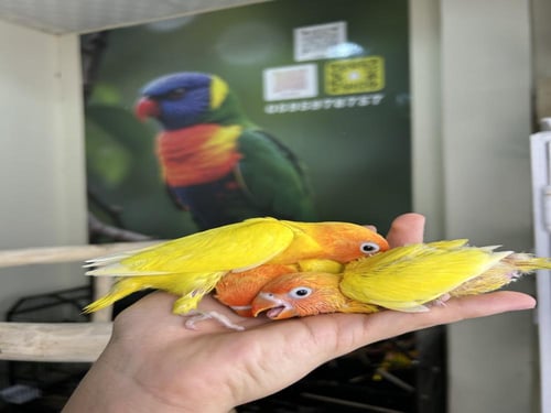 فروخ فيشر نهاية غر