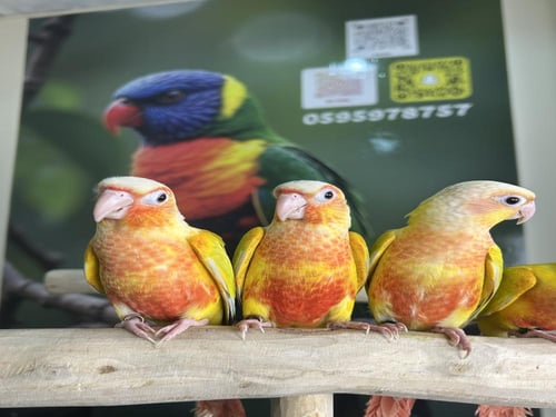 كنيورات صن شيك اليفه وهدد نشبه