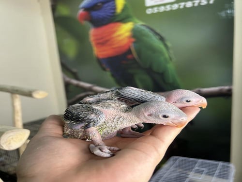 فرخين دره هندي اخضر