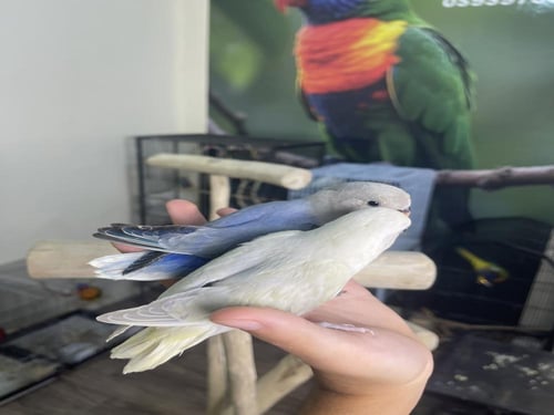 فروخ روز اليفه وهدد