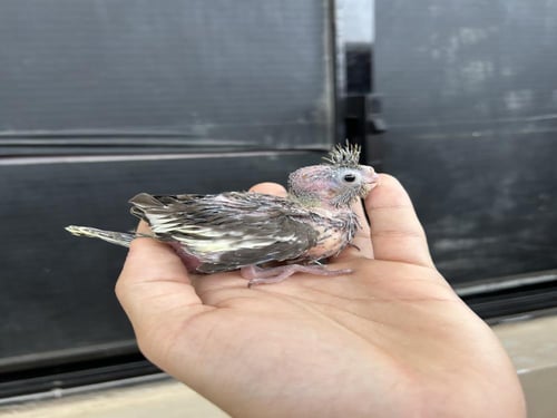 فرخ كروان نورمل