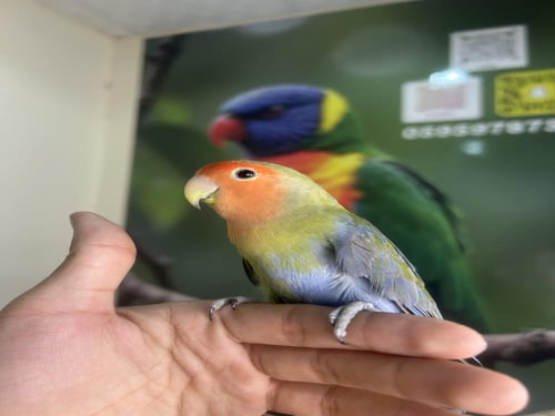 روز اليف (هاف سلايد ) نوادر