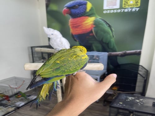 صن كنيور اليف وهدد