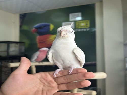 كروان اليف وهدد ومتكلم