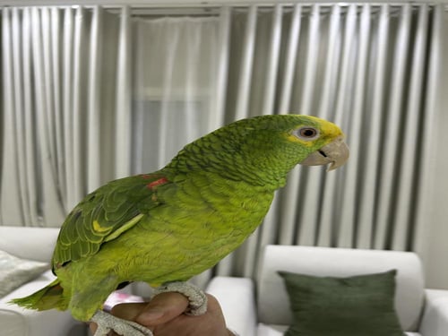 أمازوني دبل هد اليف وهدد ومتكلم