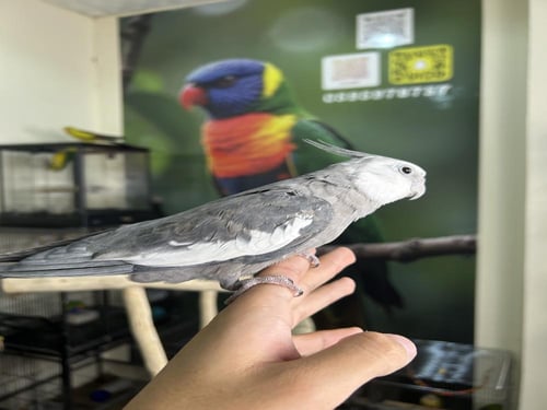 ذكر كروان هولندي اليف ومتكلم