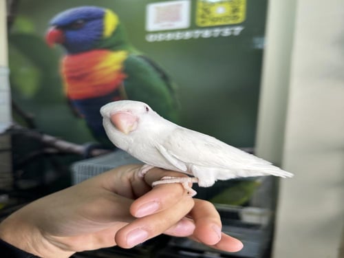 انثى روز اليف وهدد