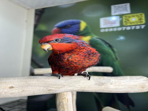 لوري بلوستريك اليف وهدد