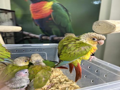 فروخ كنيور منوعه