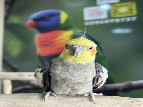 ذكر كراون اليف ومتكلم