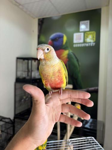 ذكر كنيور اناناس اليف وهدد ومتكلم