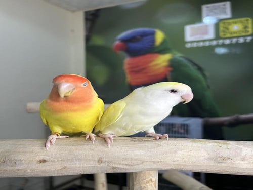 حبتين روز اليفه