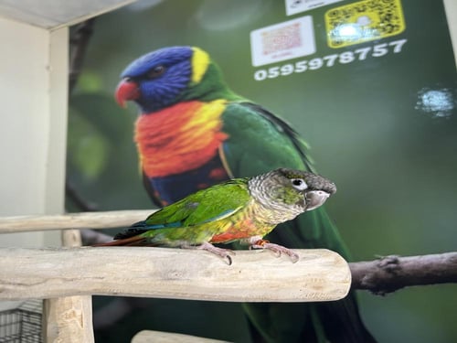 كنيور يلوسايد اليف وهدد نشبه