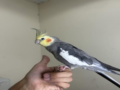 ذكر كروان اليف وهدد ومتكلم