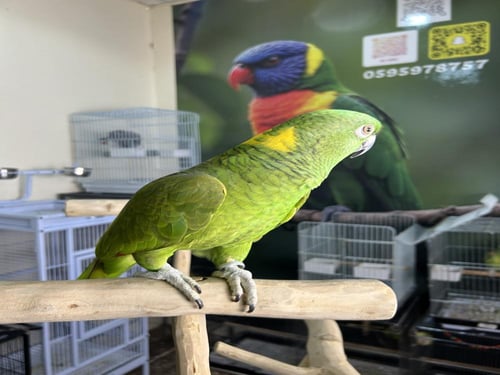 أمازوني يلوناب اليف ومتكلم