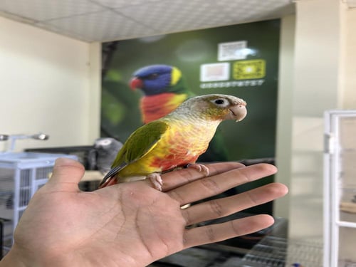 كنيور أناناس اليف وهدد ومتكلم