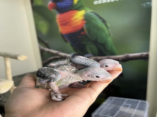 فرخين دره هندي اخضر