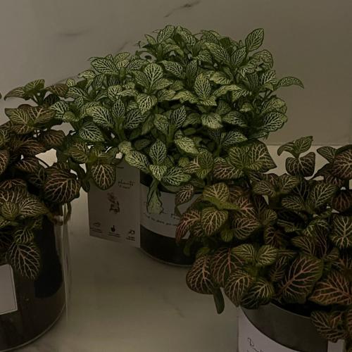 فيتونيا بيضاء