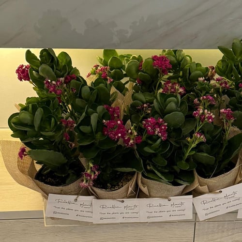 عيديه حيّه! "يحدد السعر حسب الكميه"