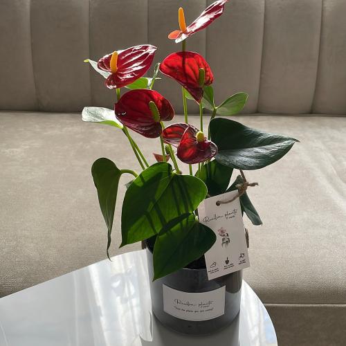 انتوريوم حمراء