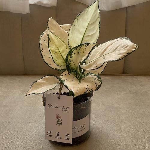 اجلونيما بيضاء " نادرة التوفر "