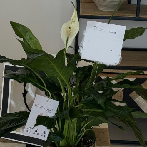 زنبق السلام