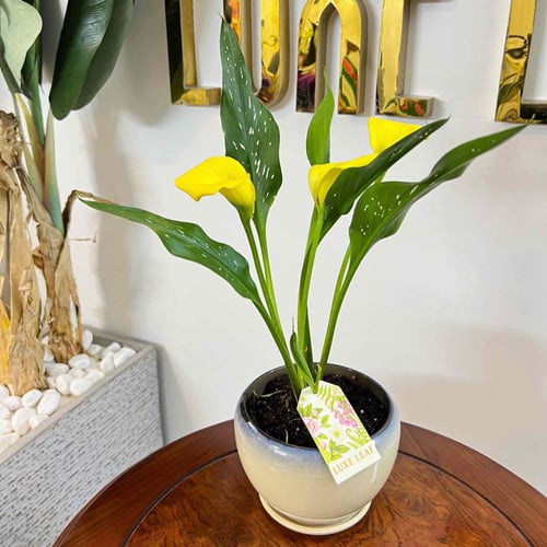 Yellow Calla