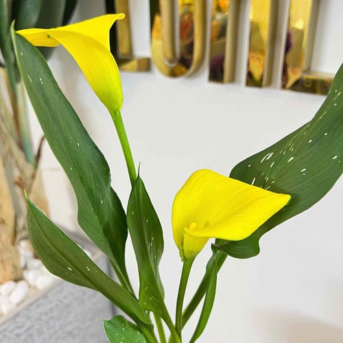Yellow Calla