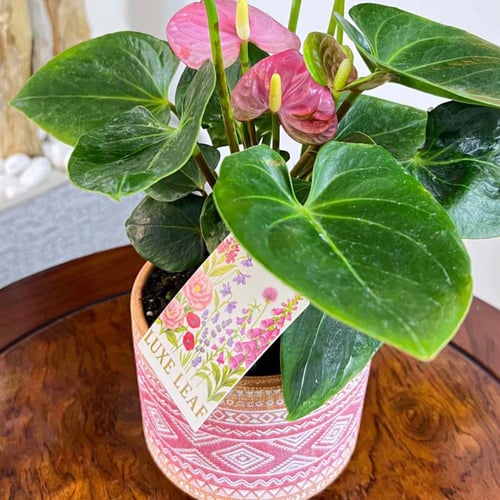 Pink Anthurium