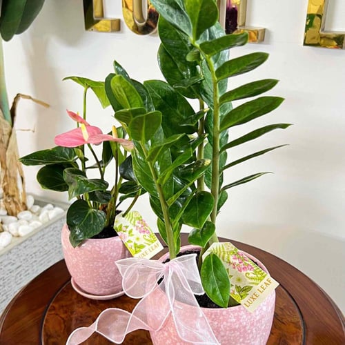 صديقة العُمر الزاميا