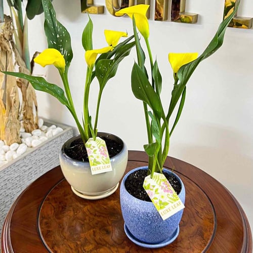 Yellow Calla