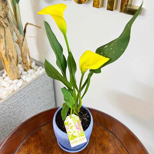 Yellow Calla