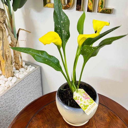 Yellow Calla