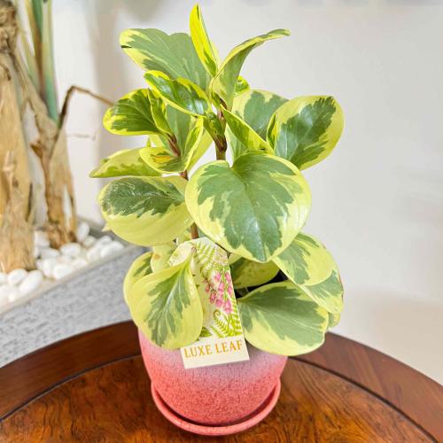 Peperomia