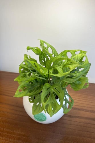 مونستيرا أدانسوني