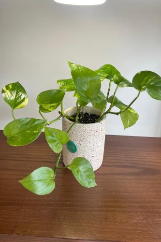 بوتس متسلقة