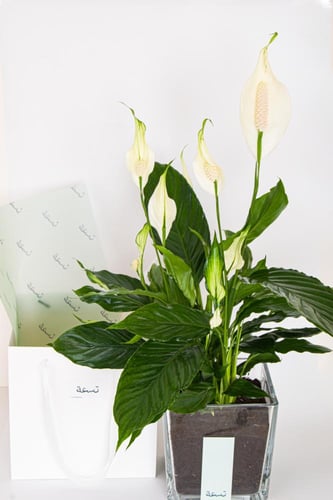 زنبق السلام