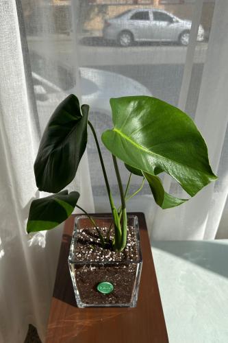 مونستيرا (القفص الصدري)