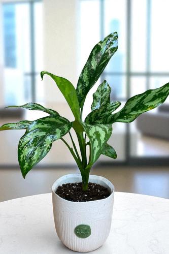 أجلونيما اخضر