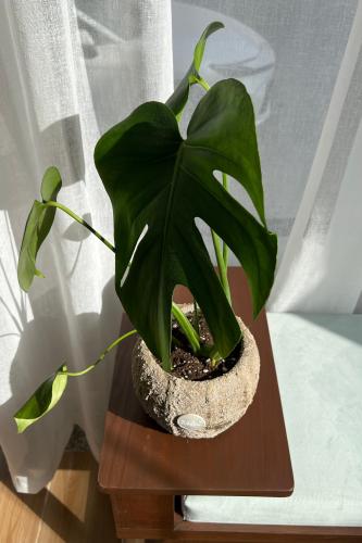 مونستيرا (القفص الصدري)