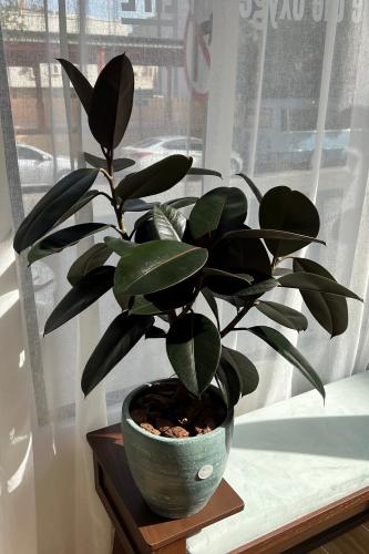 فيكس ابيدجان احمر