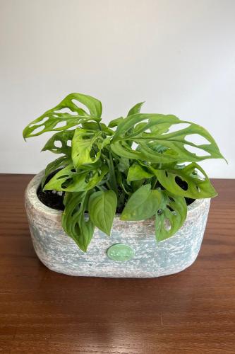 مونستيرا أدانسوني